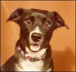 . Abby - Adoption Pending!! .