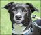 . Abby - Adoption Pending!! .