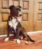 . Abby - Adoption Pending!! .