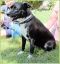 . Abby - Adoption Pending!! .