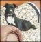 . Abby - Adoption Pending!! .