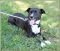 . Abby - Adoption Pending!! .