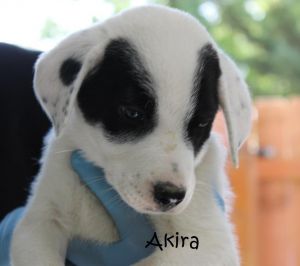 . Akira .