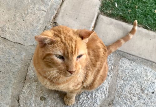. Goldie, owner died .