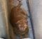 . Goldie, owner died .