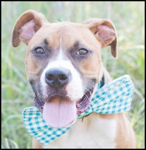 . Leo - Wonderful dog!! .