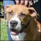 . Leo - Wonderful dog!! .