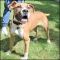 . Leo - Wonderful dog!! .