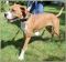 . Leo - Wonderful dog!! .