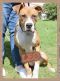 . Leo - Wonderful dog!! .