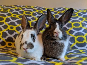 . Trixie and Detox (bonded pair) .