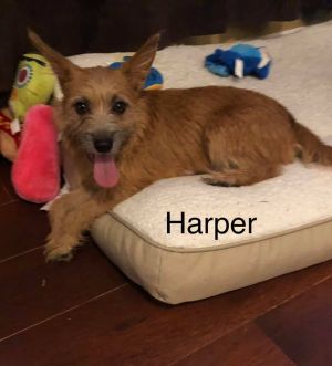 . Harper .