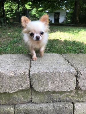 . Eevee - APPROVED ADOPTER .
