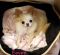 . Eevee - APPROVED ADOPTER .