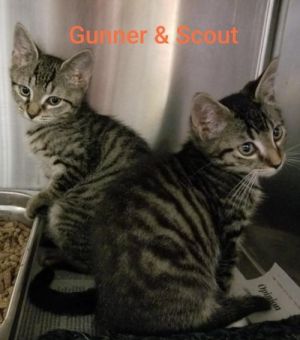 . Scout and Gunner .