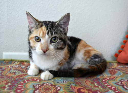 . Marmalade .