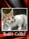 . Buster Cartier .