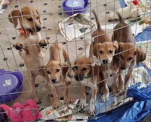 . Jackson 5 Litter .