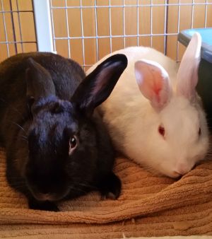 . Antony & Cleo (bonded pair) .