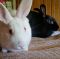 . Antony & Cleo (bonded pair) .
