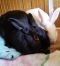 . Antony & Cleo (bonded pair) .