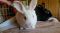 . Antony & Cleo (bonded pair) .