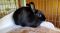 . Antony & Cleo (bonded pair) .