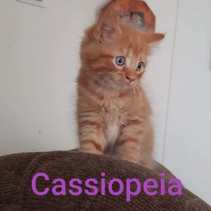 . Cassiopeia Star .