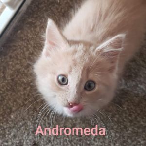 . Andromeda Star .