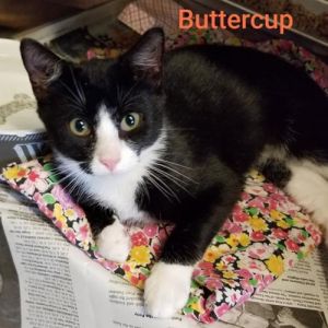 . Buttercup .
