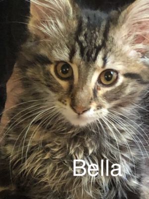 . Bella .
