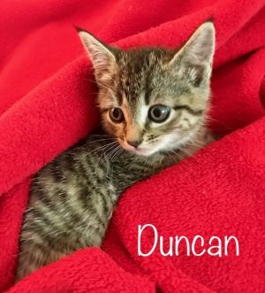 . Duncan .