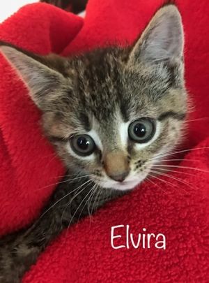 . Elvira .