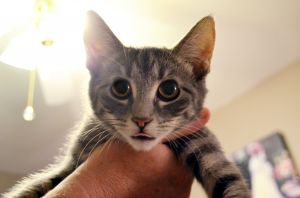 . Tabitha .