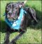 . Wyatt Puppy .