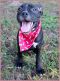. Wyatt Puppy .