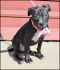 . Wyatt Puppy .