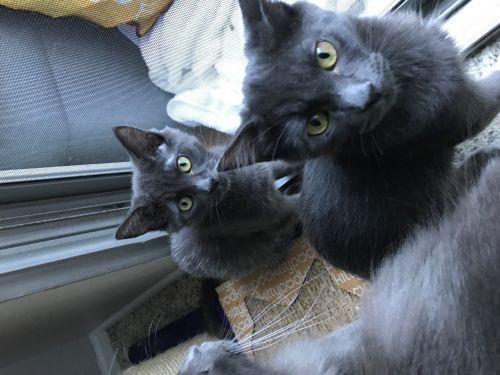 . Nelda & Nellie .