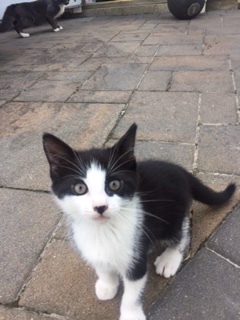Photo of Gordita