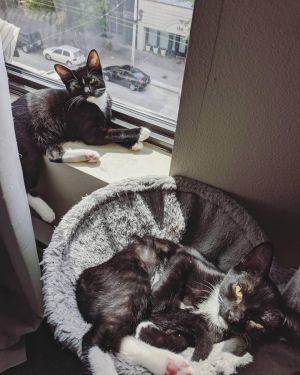 . Crash and Banjo .