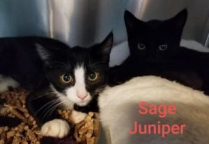. Juniper and Sage .