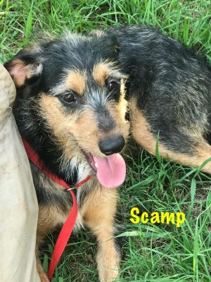 . Scamp .