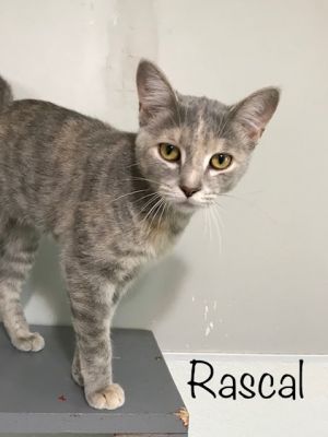 . Rascal .
