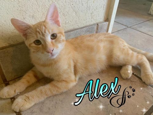 . Alex .
