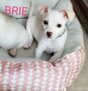 . Brie .