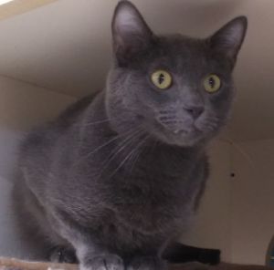 Photo of Sebastian. At Petco St Peters