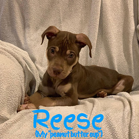 . REESE .