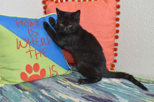 . Licorice .