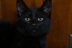 . Jack .