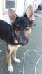 Mia German Shepherd Rescue of the Rockies - Mia